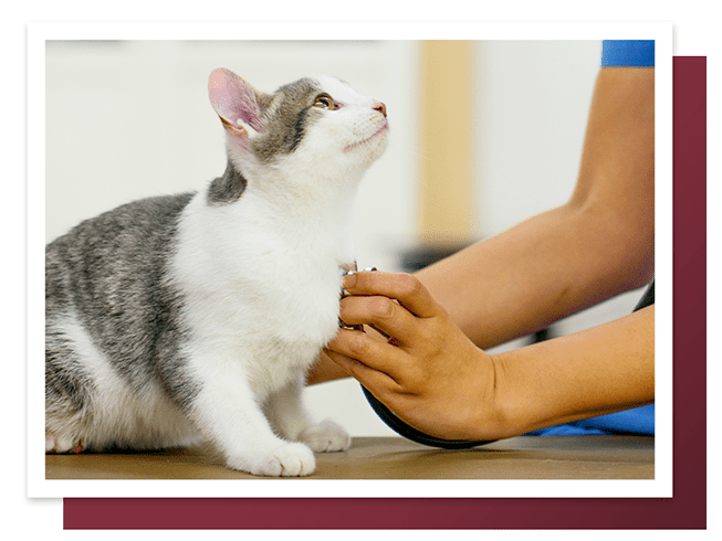Animal care